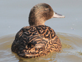 possible Meller's Duck